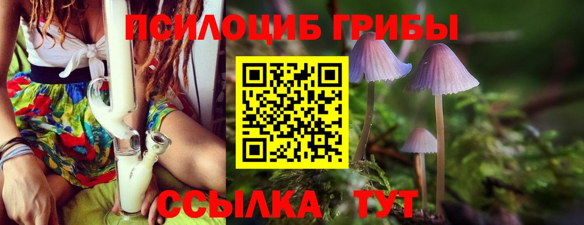 Псилоцибиновые грибы Psilocybe Астрахань